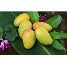Mango Safeda